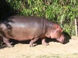 La Flèche : hippopotame zoo