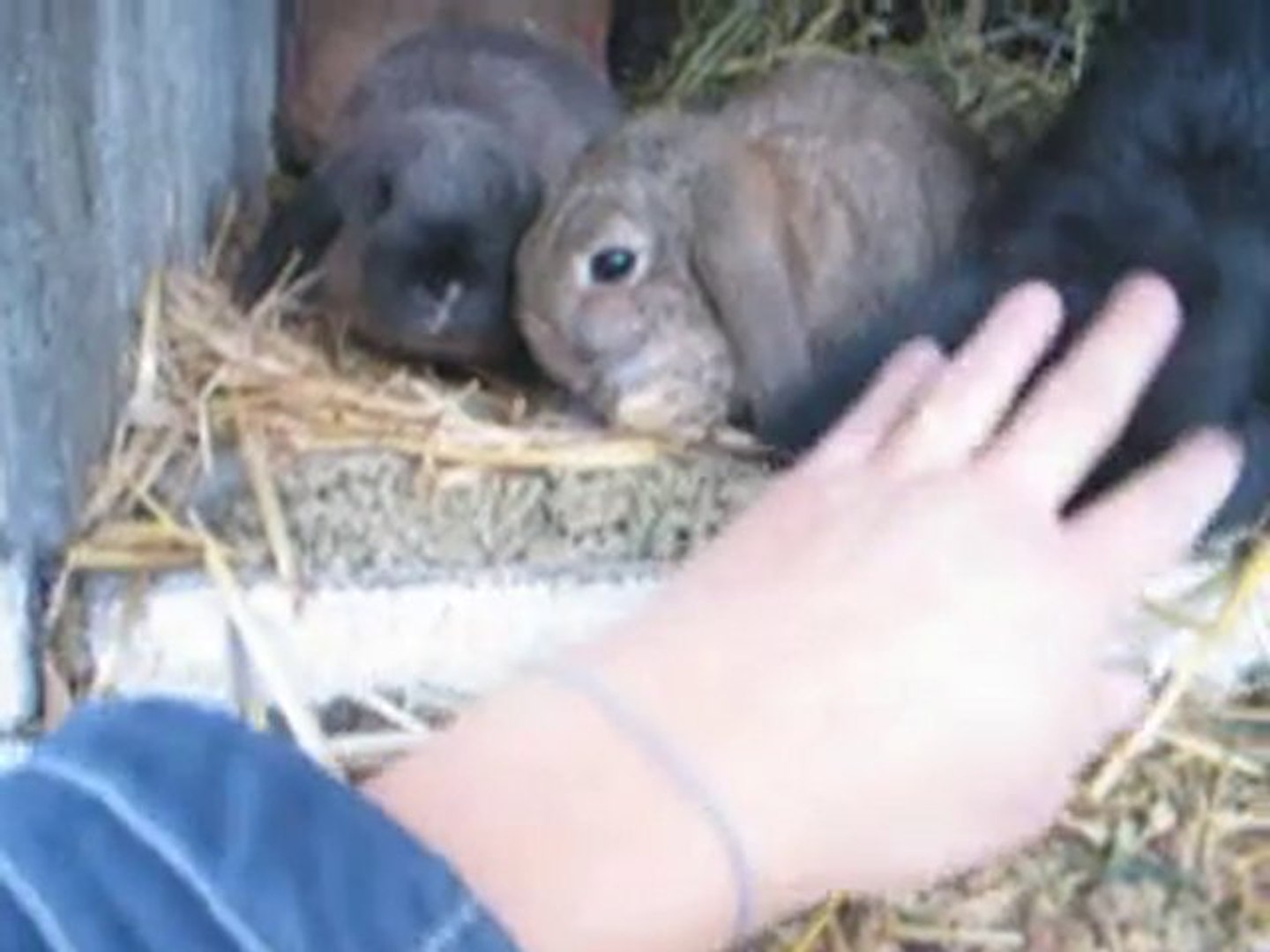 Lapin Nain Belier De 2 Mois Couleur Gris Garenne Video Dailymotion