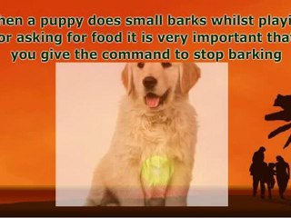 Tips To Solve Golden Retriever Barking