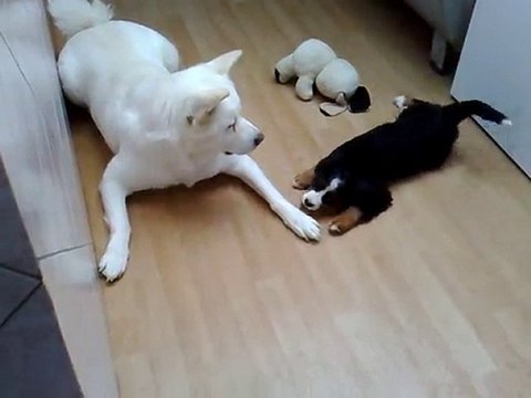 akita inu oliver et l'arrivée d'un bouviers bernois a 2 mois tina