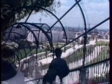 Les jardins de Belleville (le sommet de Paris)  - Archive vidéo INA