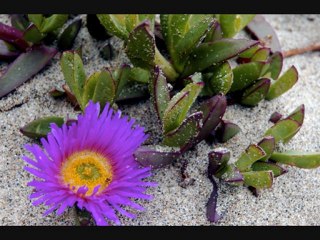 Ne aglarsin benim zulfu siyahim