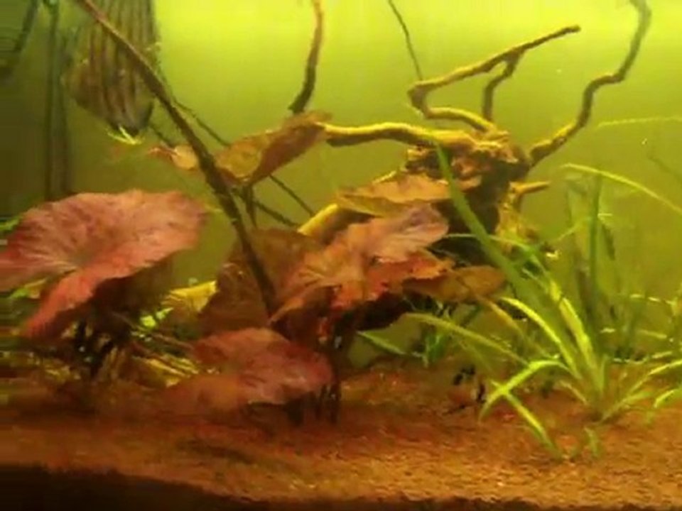 Aqua la bouffe 20101023
