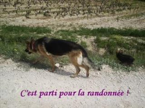 Dentelles de Montmirail