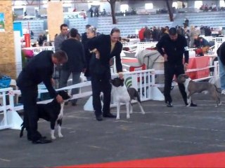 junior poitiers 2010