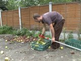 London's fruit trees provide bountiful urban harvest