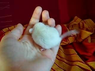 Femelle dumbo albinos lisse.