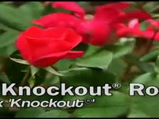 Plants vs Zombies: Real World Solutions