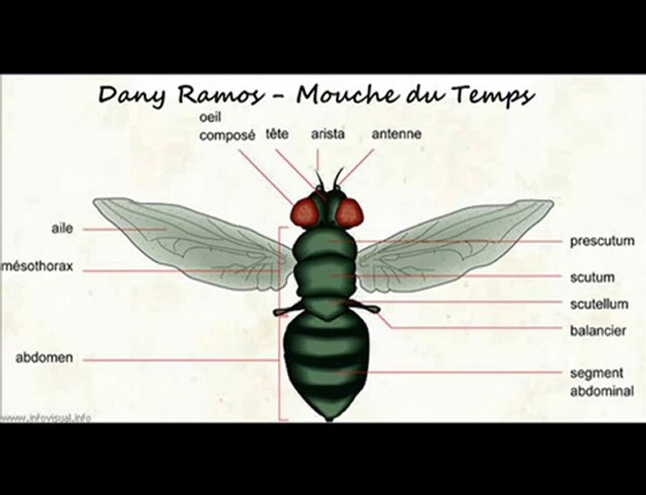 Dany Ramos - Mouche du Temps