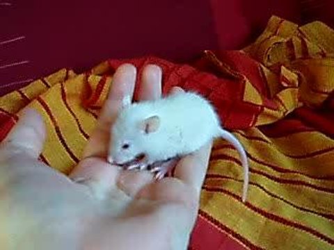 Femelle standard albinos lisse.