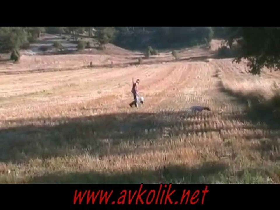 Bıldırcın avı  www.avkolik.net