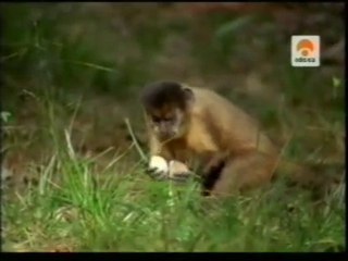 Inteligencia de los monos: Herramientas