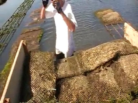 Les Huitres d'Hossegor : la préparation..