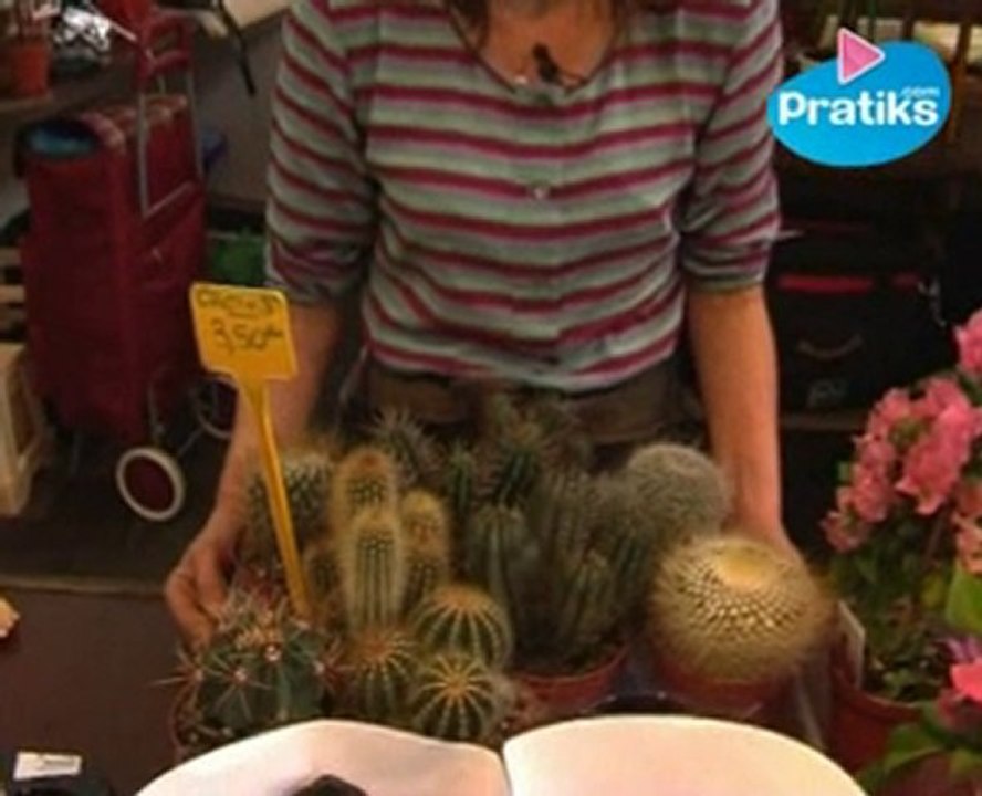 Comment entretenir un cactus en pot