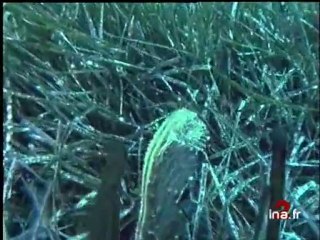 SENTIERS SOUS MARINS