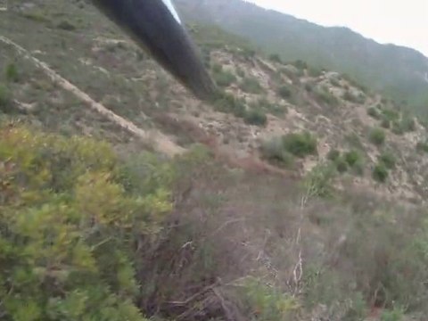 Springer de la foret du melu .Delta de la foret du melu