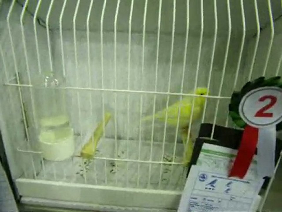 SARI & BEYAZ KABAKLAR | 2010 BURSA