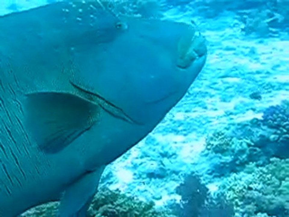 Shore excursions in Egypt egyptprivateexcursions.com