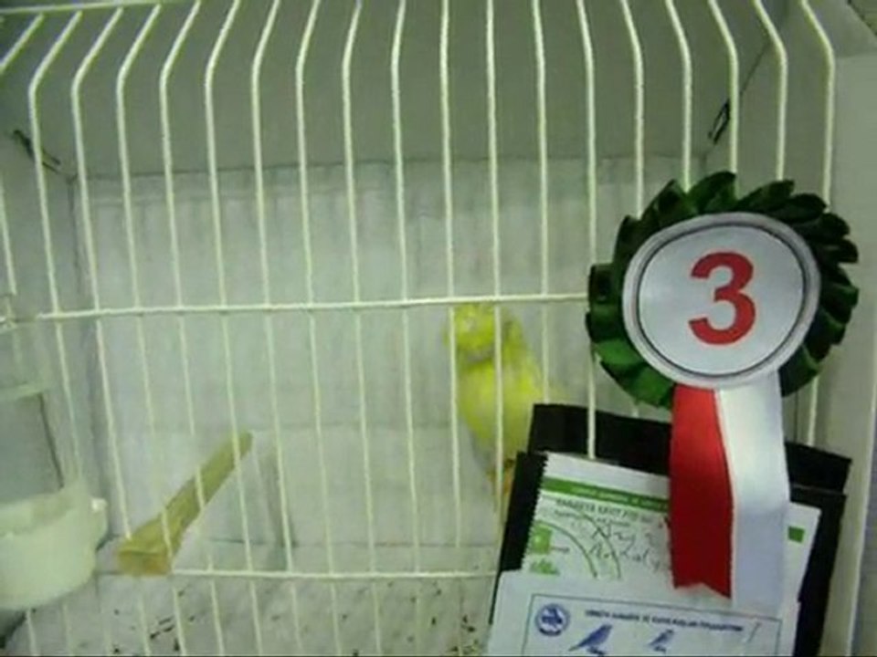 SARI & BEYAZ TEPELiLER | 2010 BURSA