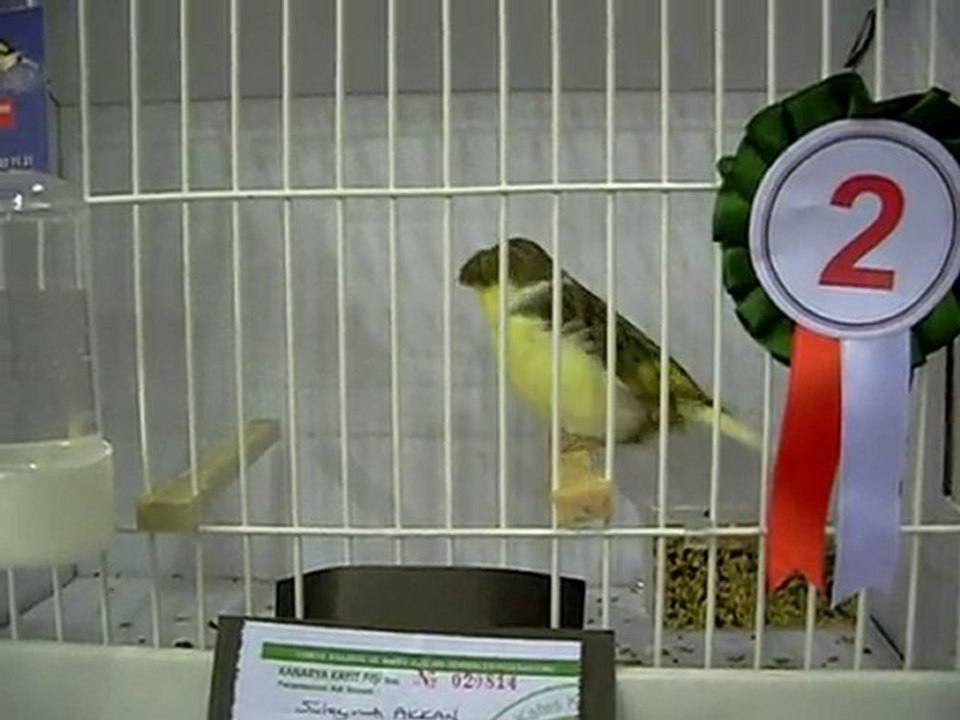 24.10.2010 Bursa Yarışması - Ahraç Tepeli Gloster