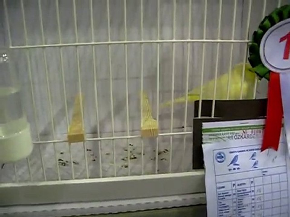 24.10.2010 Bursa Yarışması - Sarı Kabak Gloster