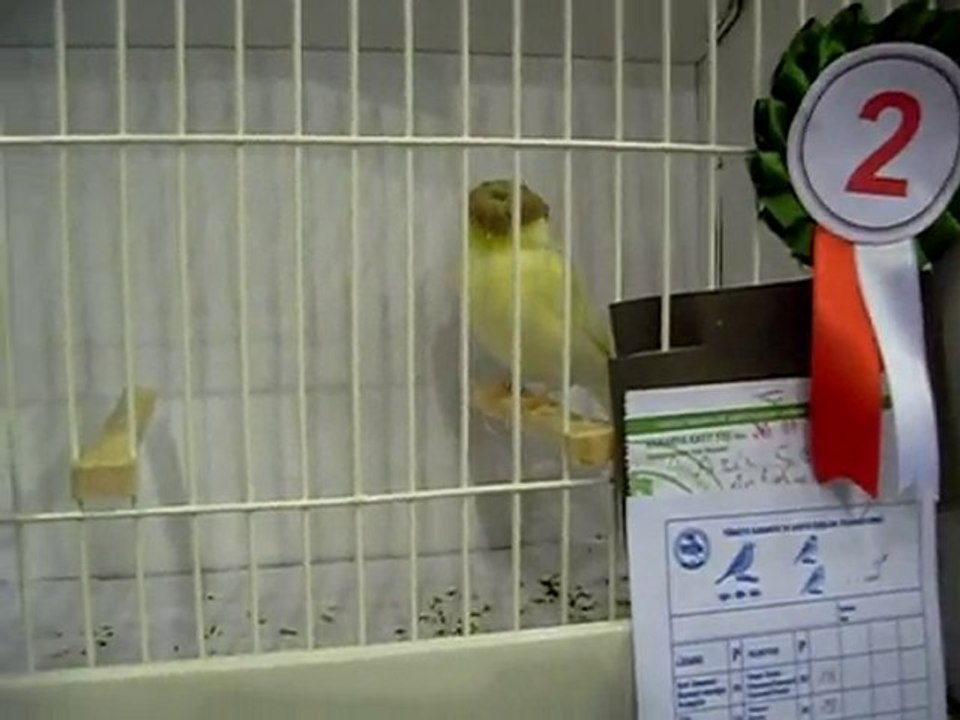 24.10.2010 Bursa Yarışması - Sarı Tepeli Gloster