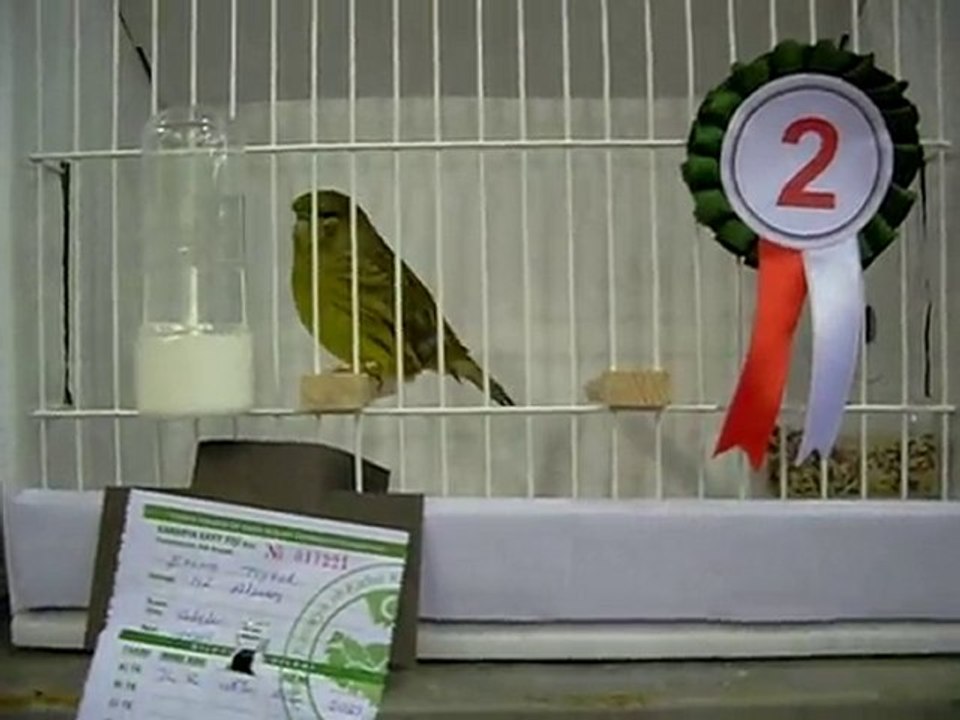 24.10.2010 Bursa Yarışması - Yeşil Kabak Gloster