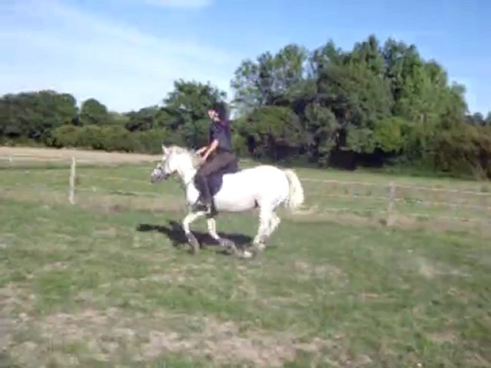 cso galina la bella du sahara 40 cm