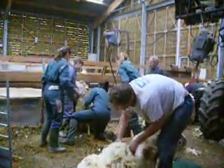 Tonte des brebis à Pixérécourt