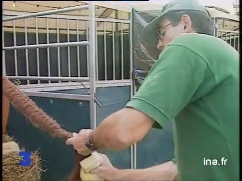 Spectacle du Cadre Noir de Saumur au château de Chambord