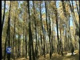 Portugal les causes de l'incendie de 200 000 hectares de forèt