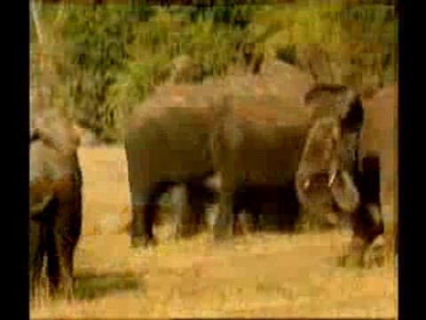 Bir yaratılış delili: Hayvanlardaki fedakarlık