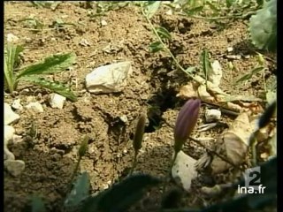[Réchauffement planète et canicule]