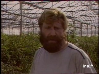 Intifada anniversaire (guerre des pierres)