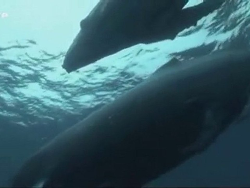 Naissance d'une île 3