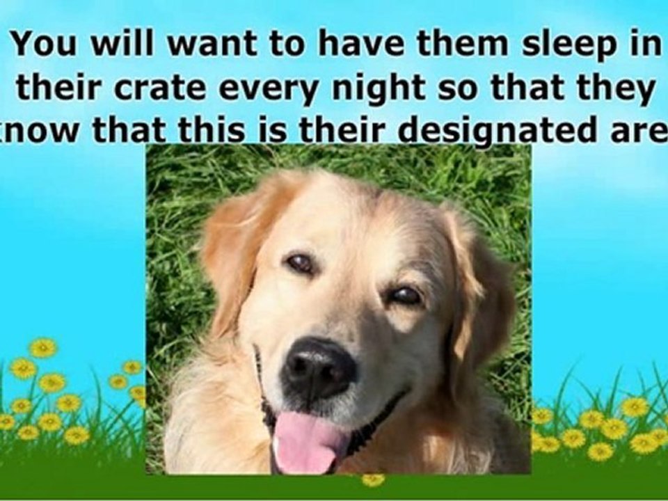 Golden Retriever Crate Training