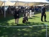 Afghan Hound Dog Show
