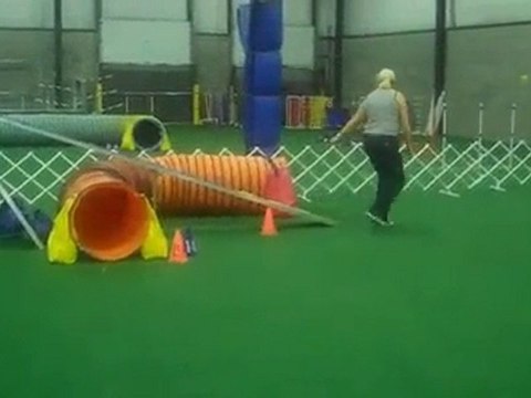 Afghan Hounds doing agility
