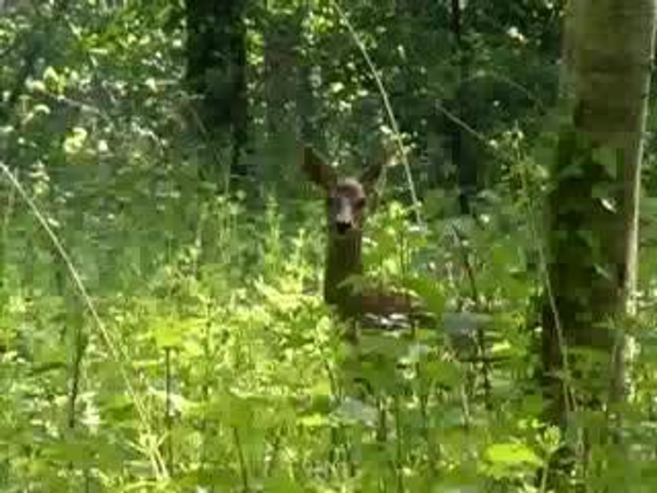 Chevreuil ou roe-deer
