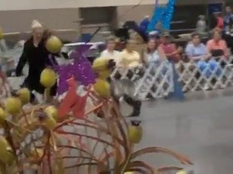 Afghan Hound Dog Show