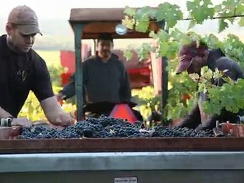 Harvesting Jordan 2010 Cabernet Sauvignon grapes at sunrise