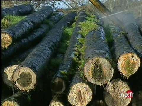 [Tempête région Est : les forêts]