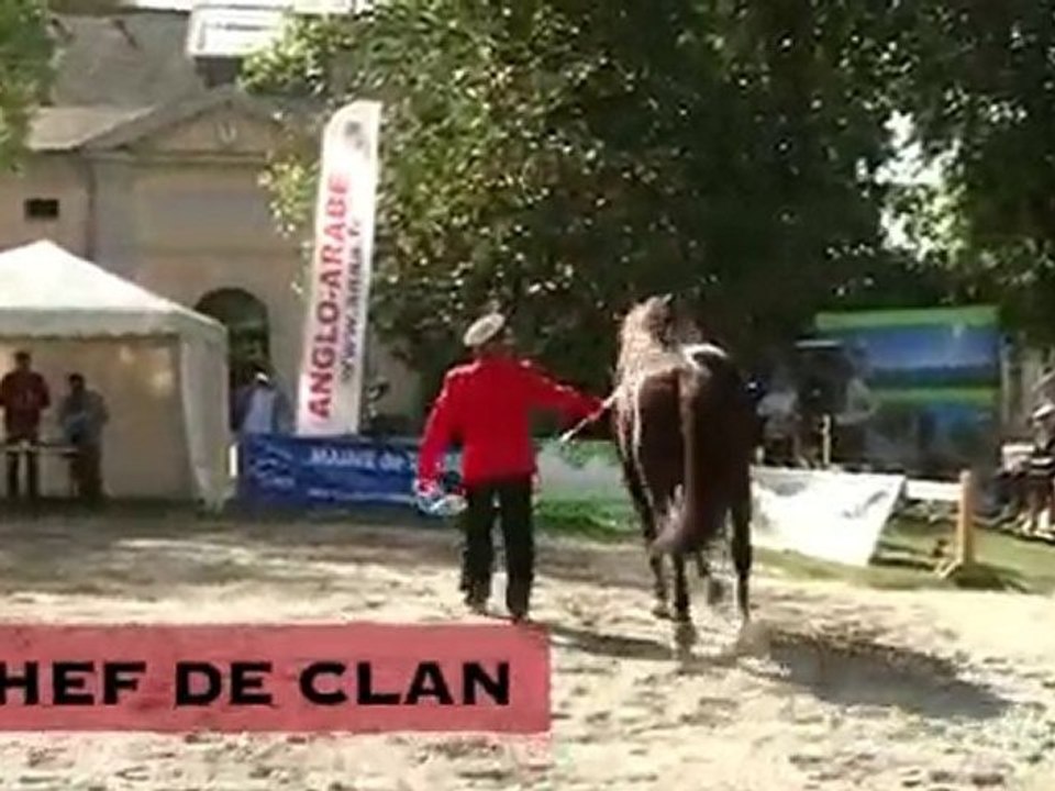 Chef de clan, stationné au Haras National de Tarbes