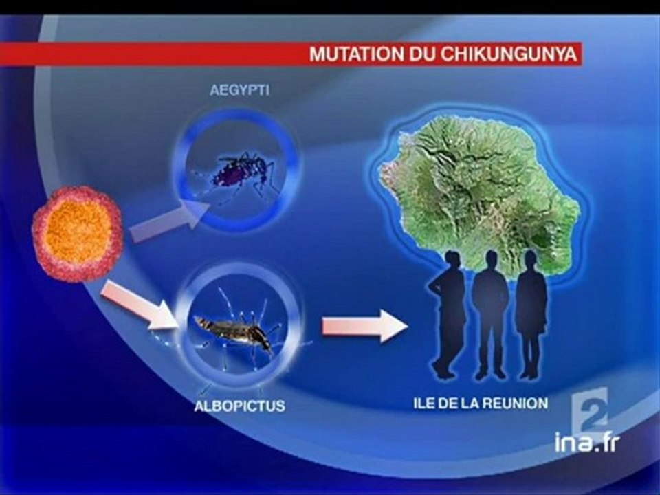 [Chikungunya]