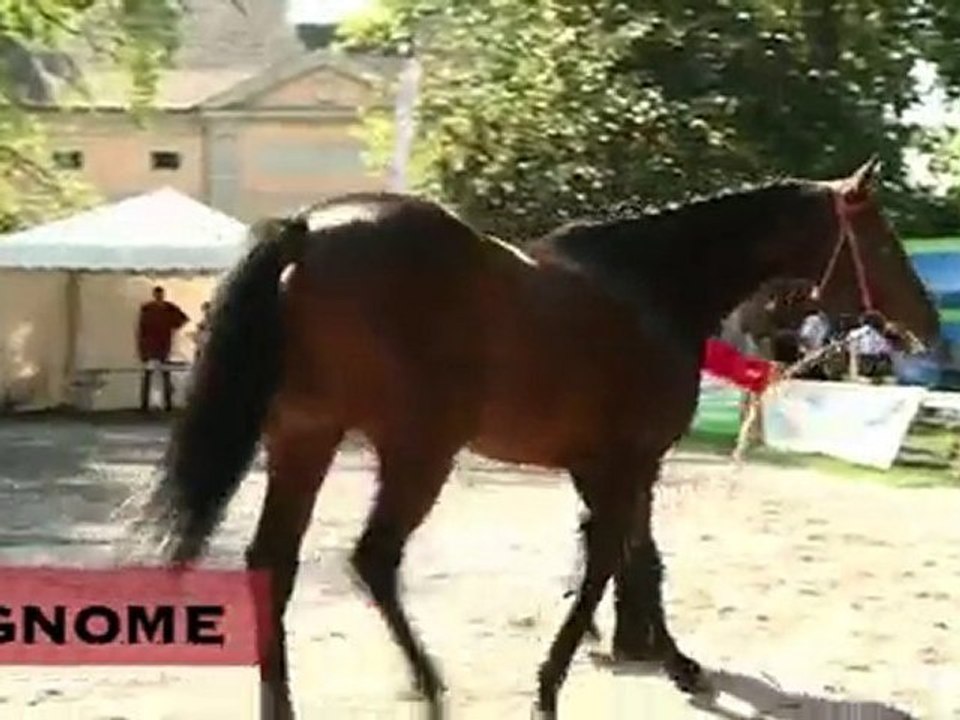 Gnome, stationné au Haras National de Tarbes