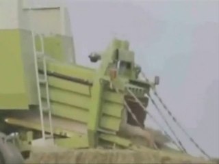 bob l' éponge façon paysan