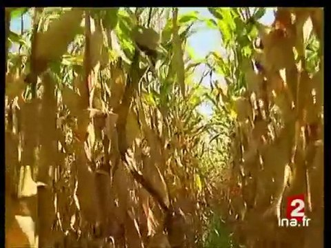 [Apiculteurs anti-OGM]