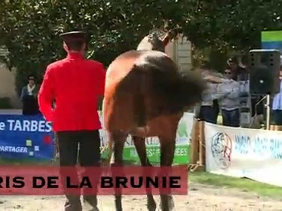 Iris de la Brunie, stationné au Haras National de Tarbes