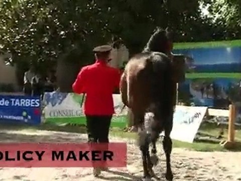 Policy Maker, stationné au Haras National de Tarbes