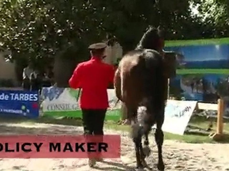 Policy Maker, stationné au Haras National de Tarbes